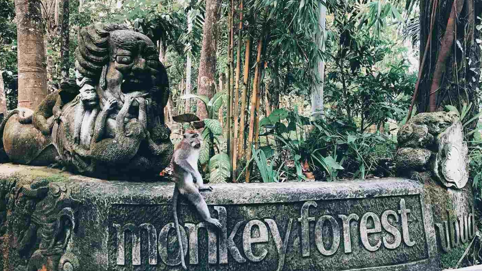 Quad Bike + Monkey Forest + Coffee Plantation