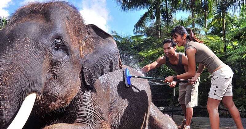 Quad Bike + Jumbo Wash Mason Elephant Safari